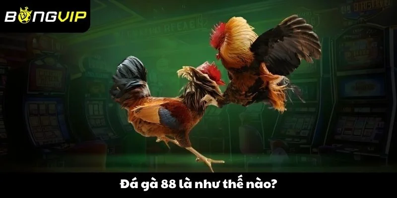 Đá gà 88 là như thế nào?