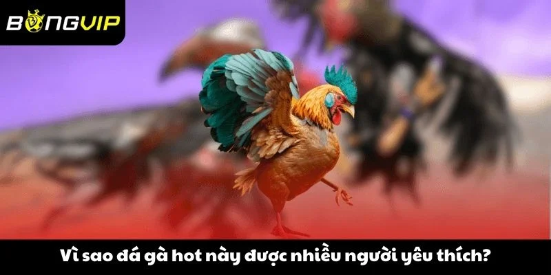 Vì sao đá gà hot này được nhiều người yêu thích?