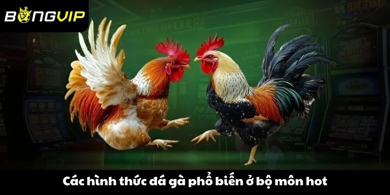 Các hình thức đá gà phổ biến ở bộ môn hot