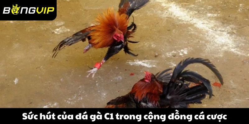 Sức hút của đá gà C1 trong cộng đồng cá cược