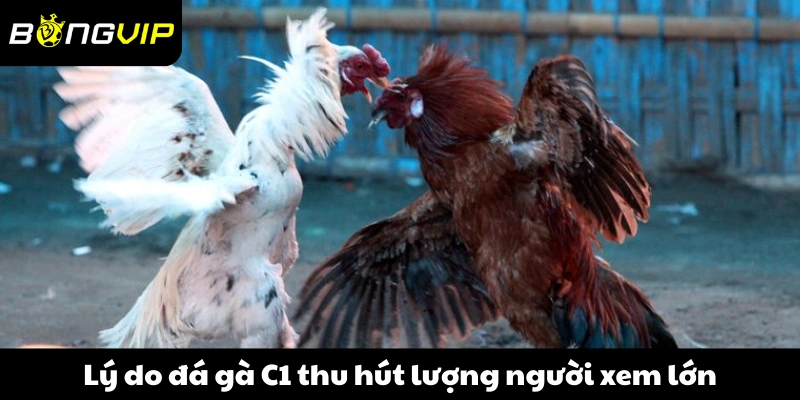 Lý do đá gà C1 thu hút lượng người xem lớn