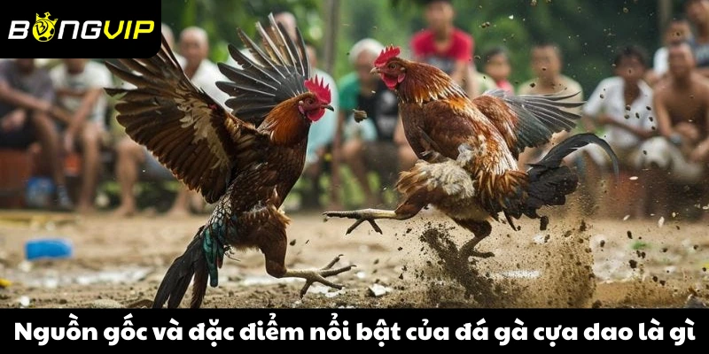 Nguồn gốc và đặc điểm nổi bật của đá gà cựa dao là gì