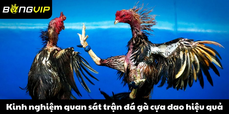 Kinh nghiệm quan sát trận đá gà cựa dao hiệu quả