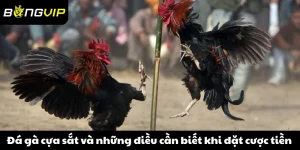 Đá gà cựa sắt