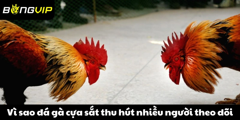 Vì sao đá gà cựa sắt thu hút nhiều người theo dõi