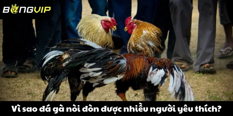 Vì sao đá gà nòi đòn được nhiều người yêu thích?