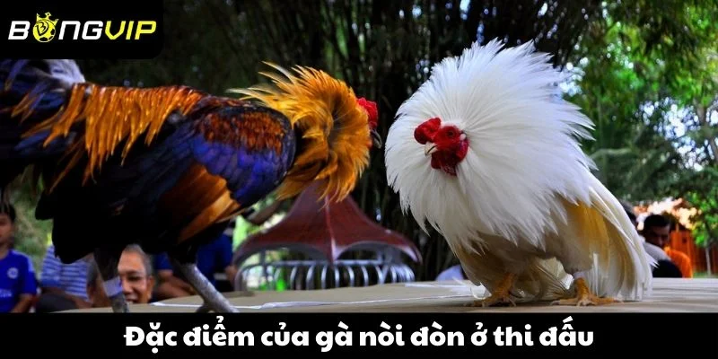 Đặc điểm của gà nòi đòn ở thi đấu