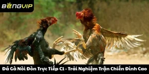 Đá Gà Nòi Đòn Trực Tiếp C1