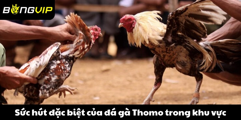 Sức hút đặc biệt của đá gà Thomo trong khu vực