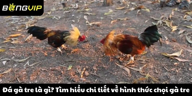 Đá gà tre là gì? Tìm hiểu chi tiết về hình thức chọi gà tre