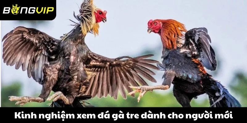 Kinh nghiệm xem đá gà tre dành cho người mới