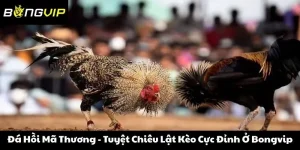Đá Hồi Mã Thương